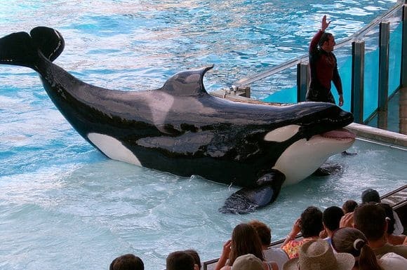 SeaWorld e a questão do show das orcas shamu