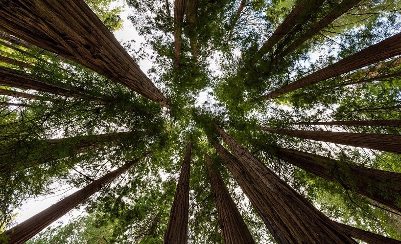 Natureza no Parque Nacional de Muiwoods na Califórnia