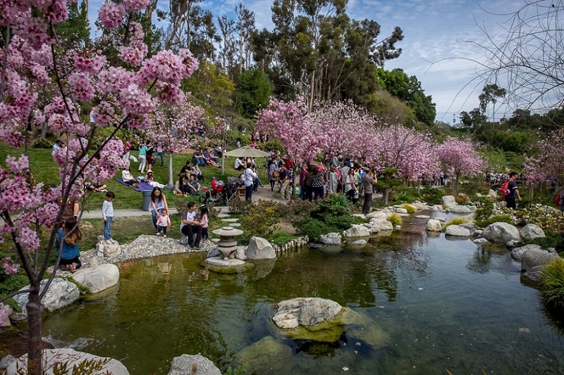 Cherry Blossom Festival no Balboa Park