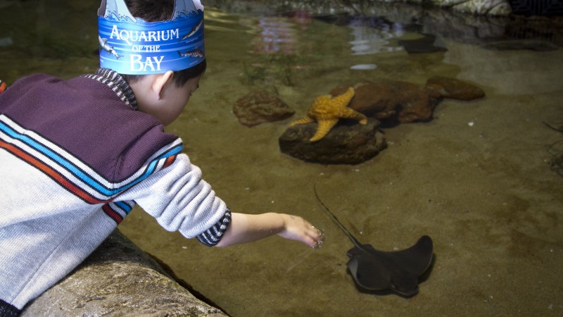 Criança interagindo com animal no Aquarium of the Bay