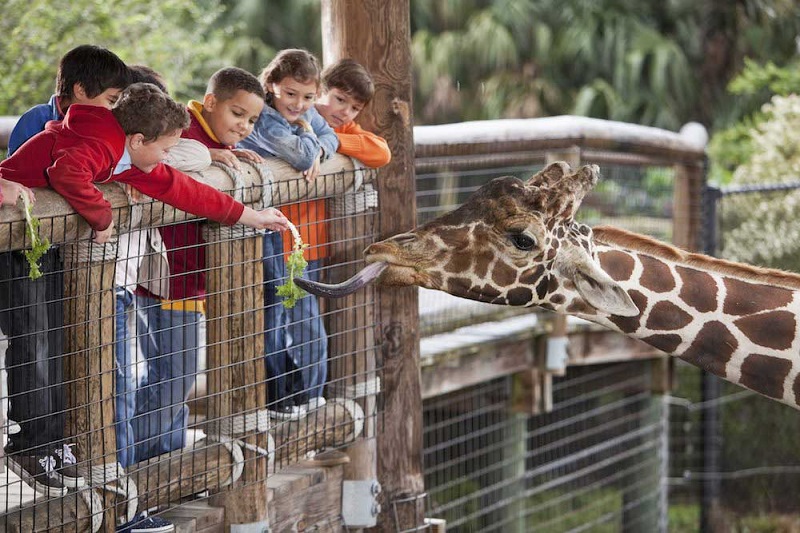 Santa Bárbara Zoo - crianças alimentando girafa