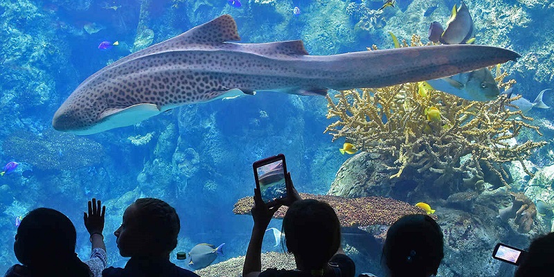 Turistas contemplando animal no Aquário do Pacífico