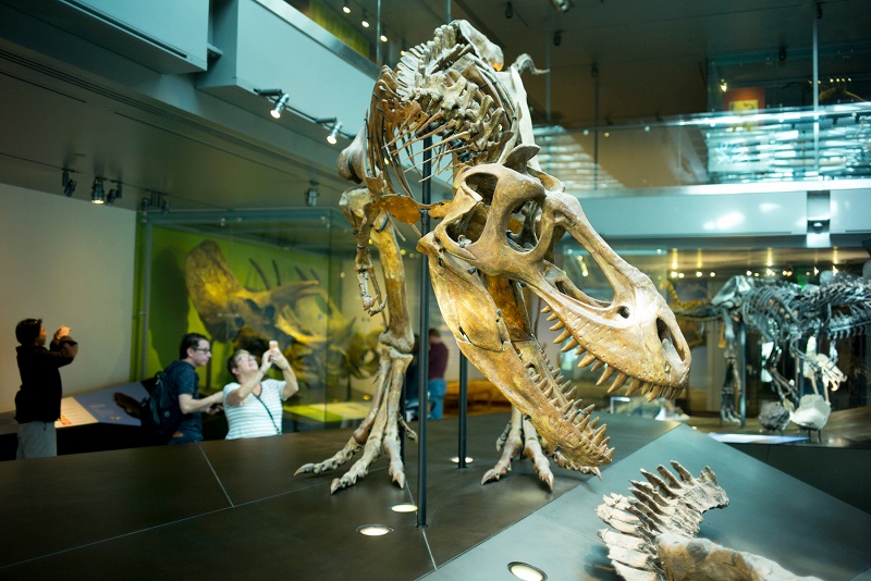 Museu de História Natural de Los Angeles - Acervo