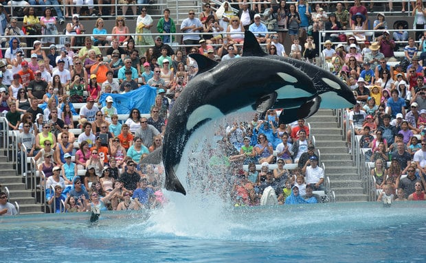 Polêmica da suspensão do show com orcas no SeaWorld