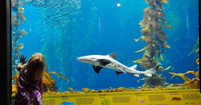 Shark Tour - Monterey Bay Aquarium