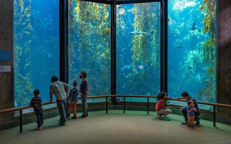 Turistas no Monterey Bay Aquarium