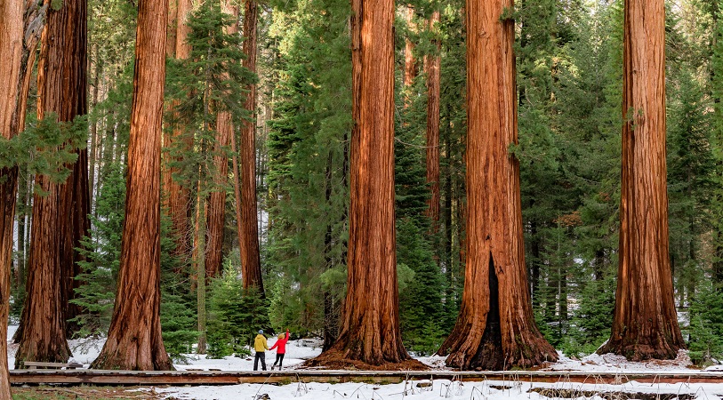 Turistas contemplando sequoias no Parque Nacional de Yosemite