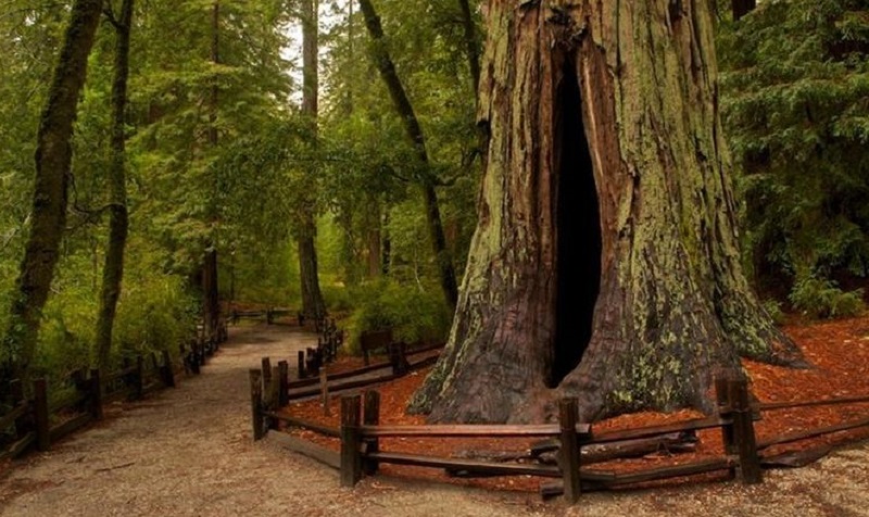 Big Basin Redwoods State Park em Santa Cruz