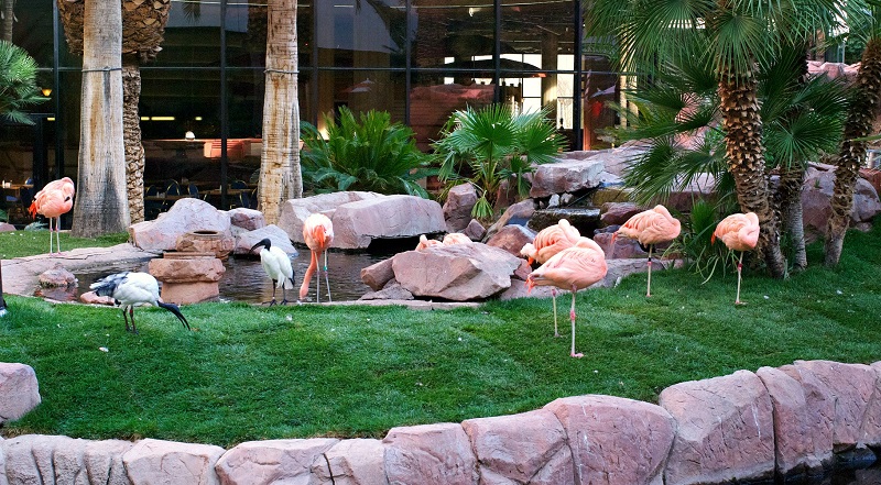 Wildlife Habitat do Flamingo em Las Vegas