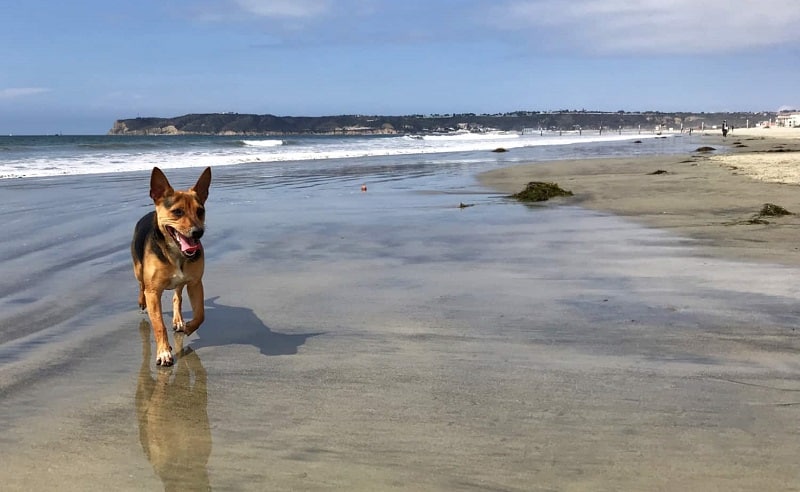 Dog Beach em San Diego